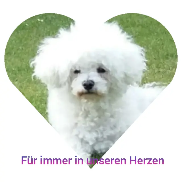 Image from Gini
