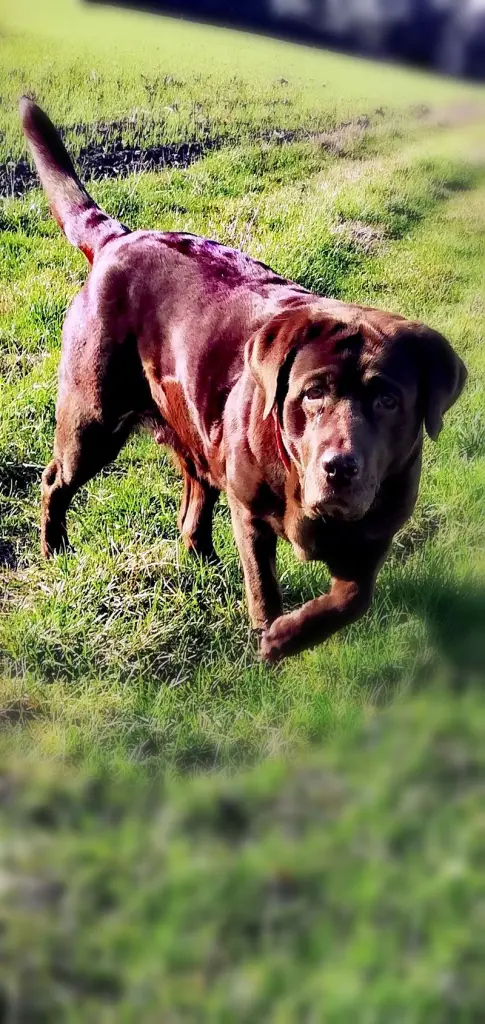 Condolence image of Bianka mit Ronja im Herz