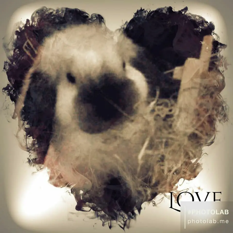 Image from Trudy