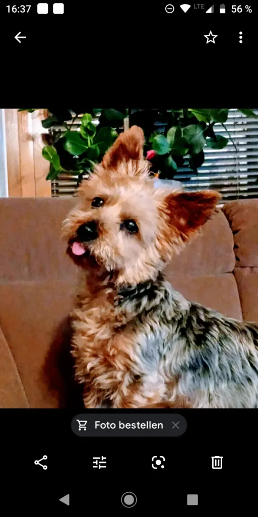 Andachtsbild von Bärbel mit Rocky gest.30.12.2020