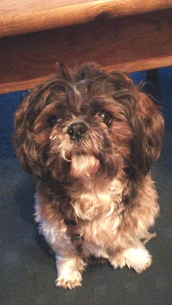 Andachtsbild von Jutta mit Nemo im ❤