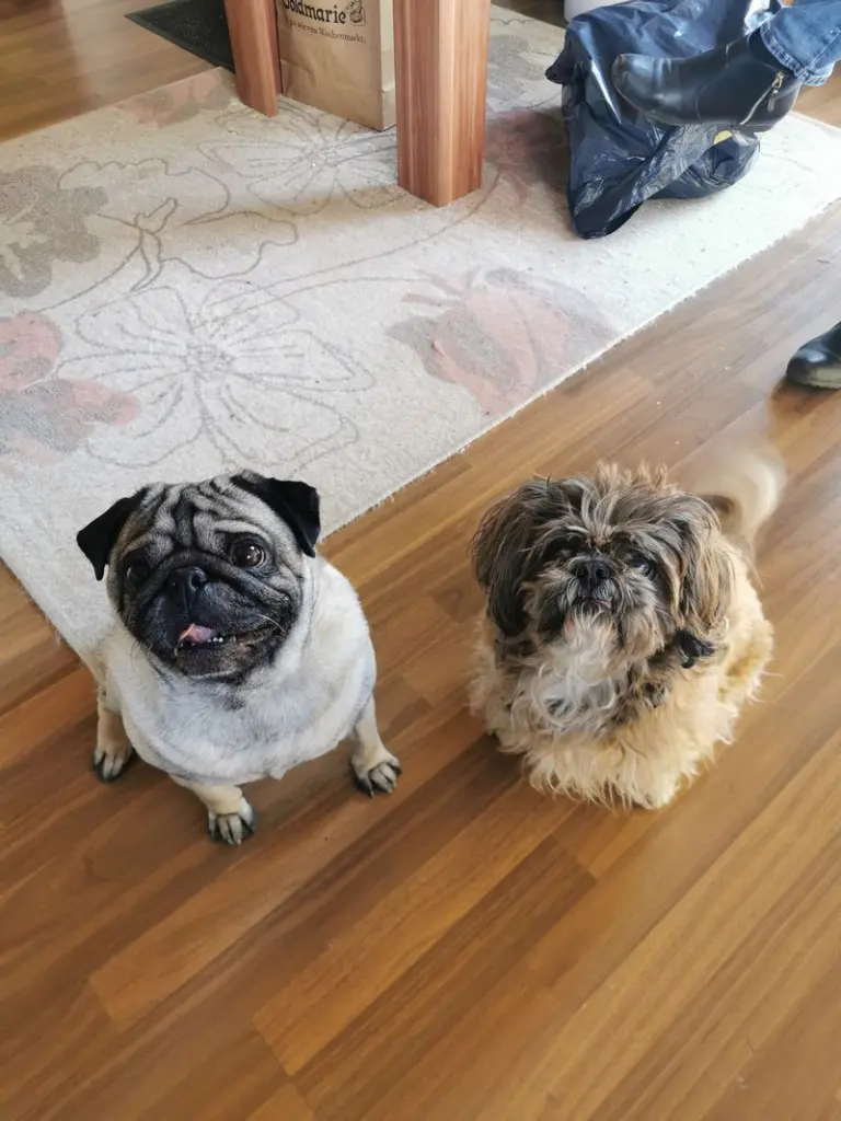 Andachtsbild von Janina