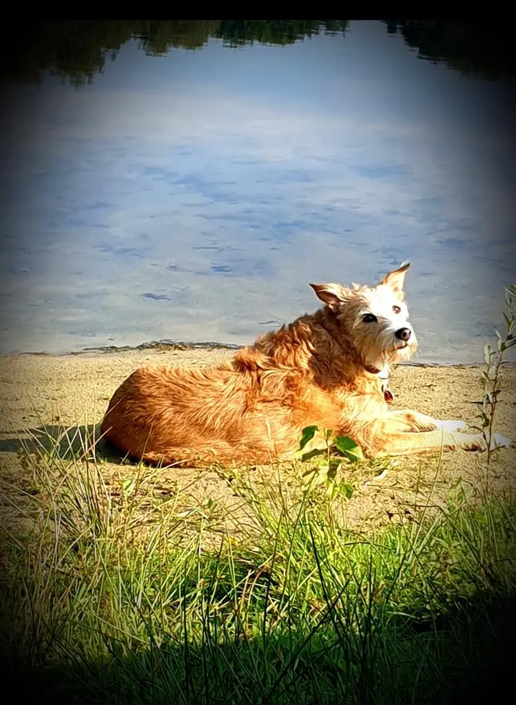Image from Jule