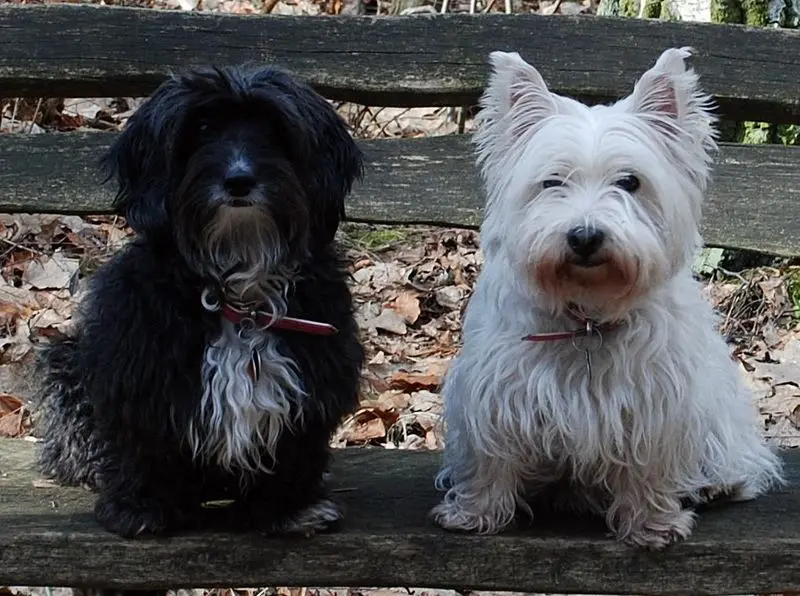 Condolence image of Sabine mit Stefi und Jenny im Herzen