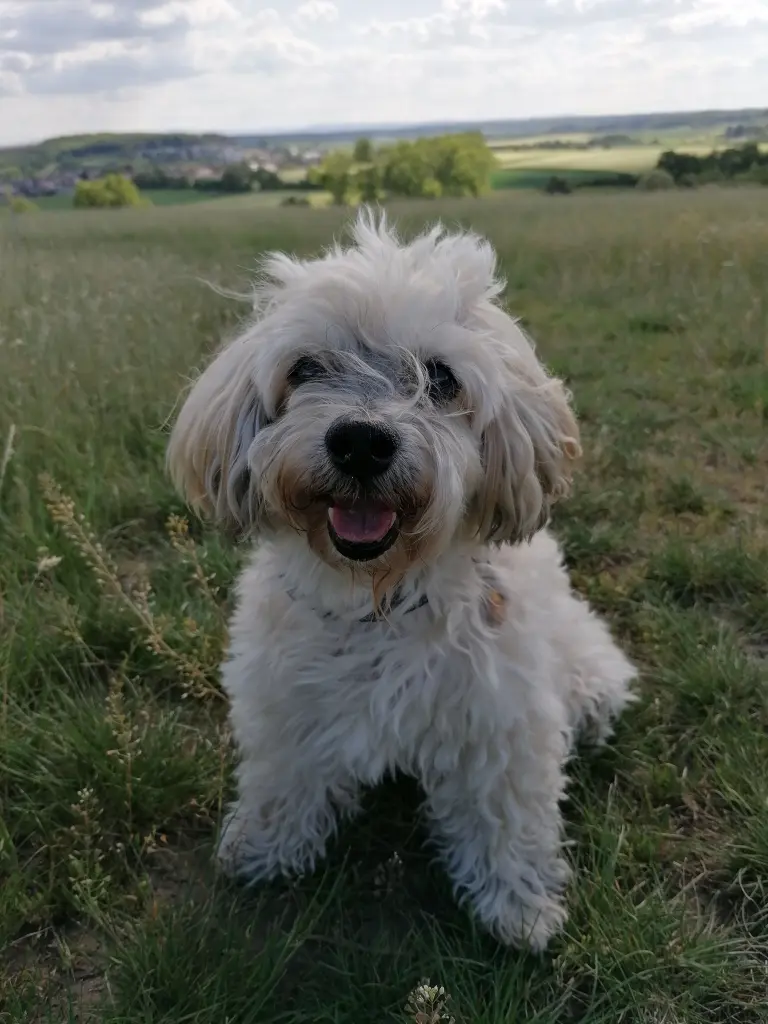 Bild von Benny