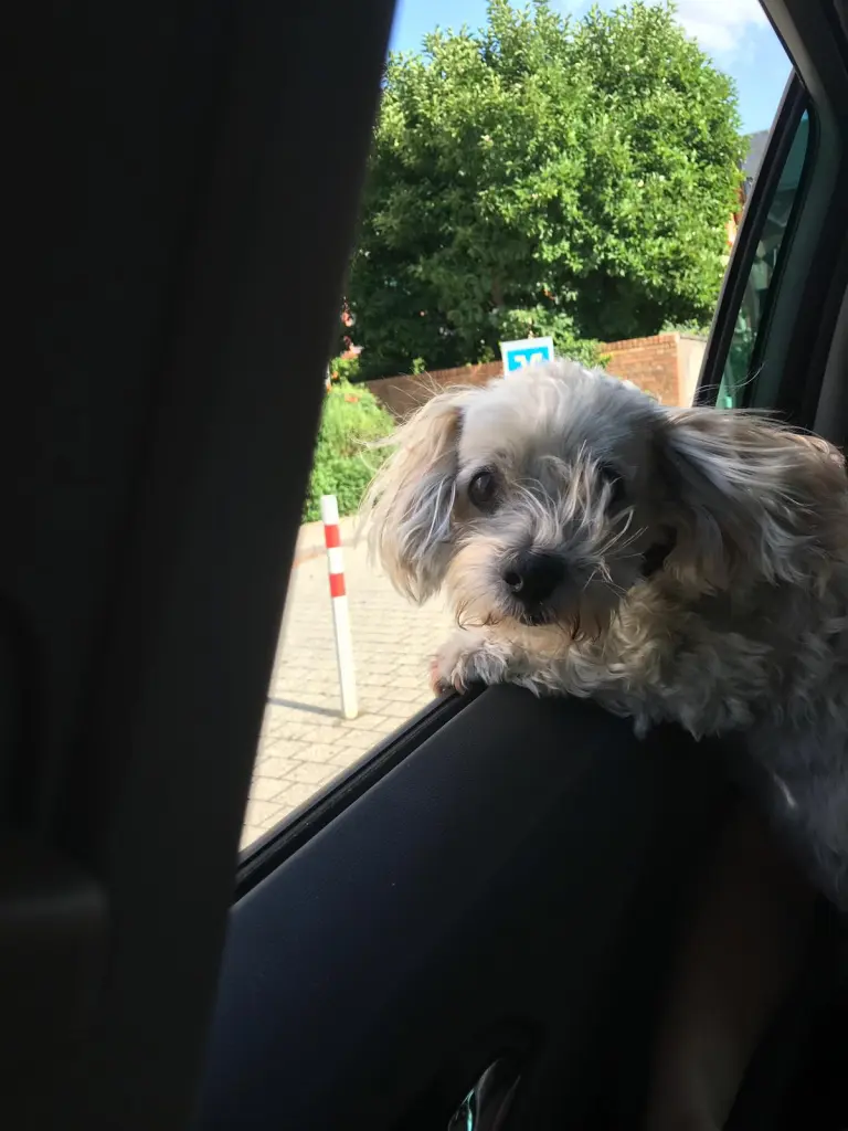 Bild von Benny