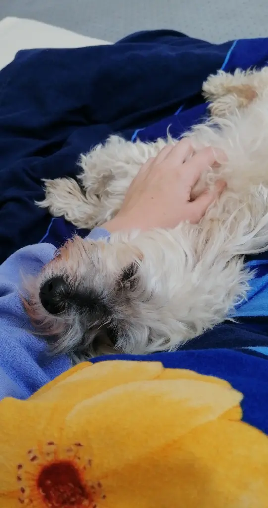 Bild von Benny