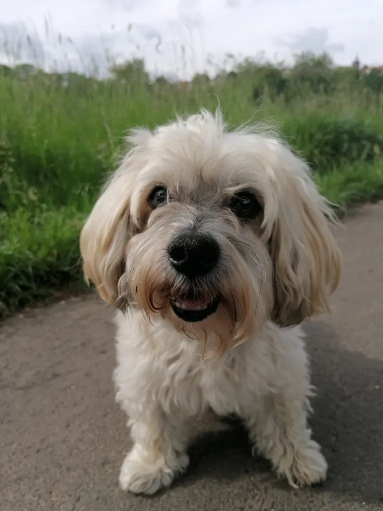 Bild von Benny