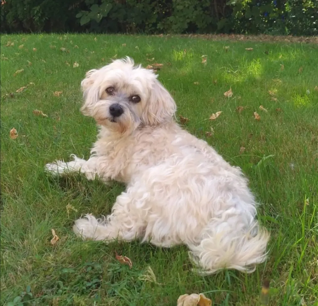 Bild von Benny