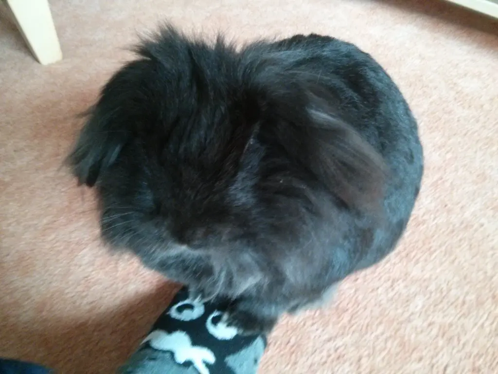 Image from Mucky