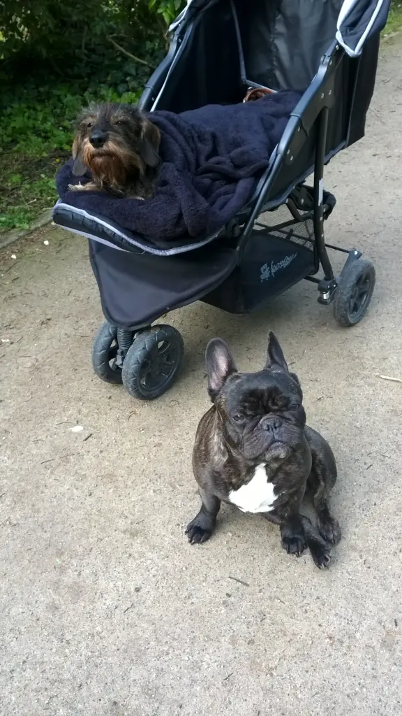 Image from Ginger/Ginni
