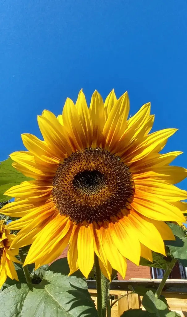 Condolence image of Unbekannt