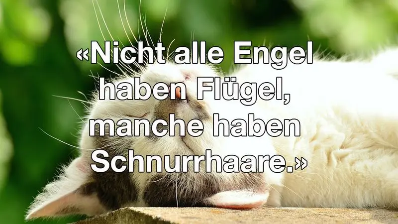 Condolence image of Katrin und Katzi im ❤️