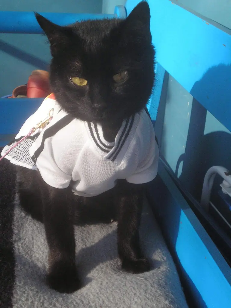 Image from Mimi
