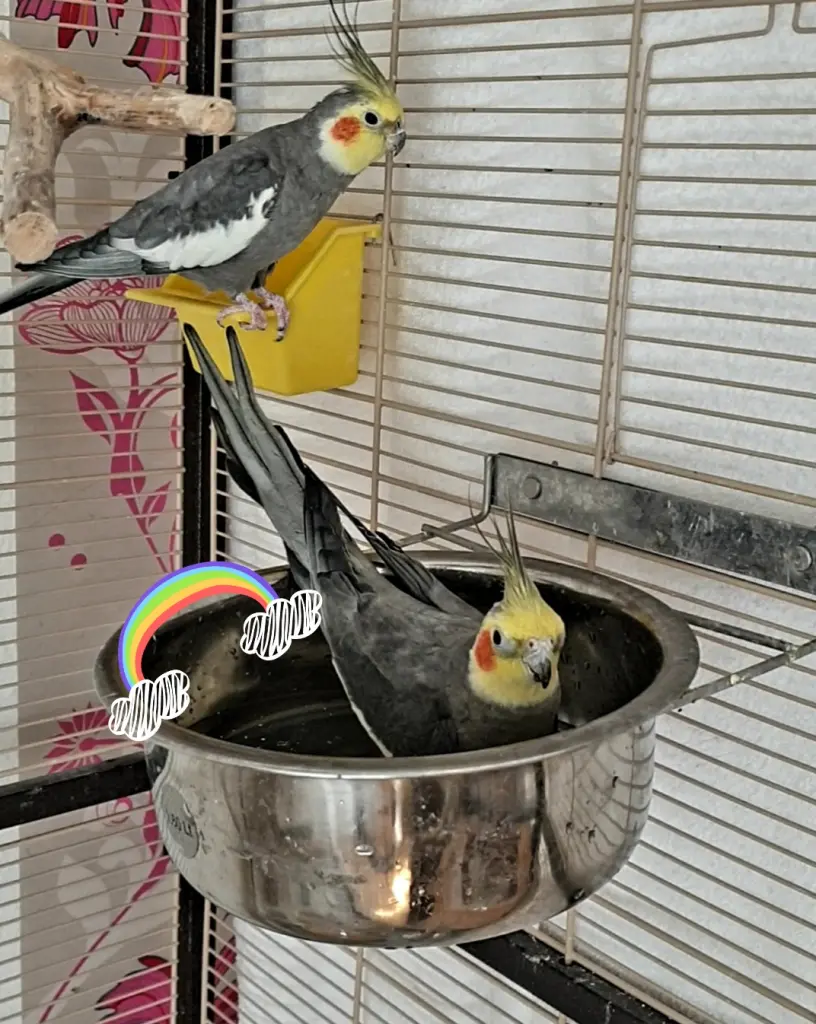 Image from Pauli
