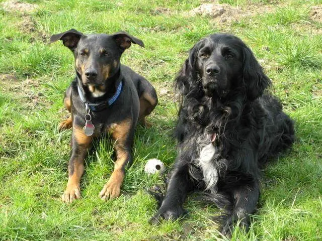 Image from Dobby