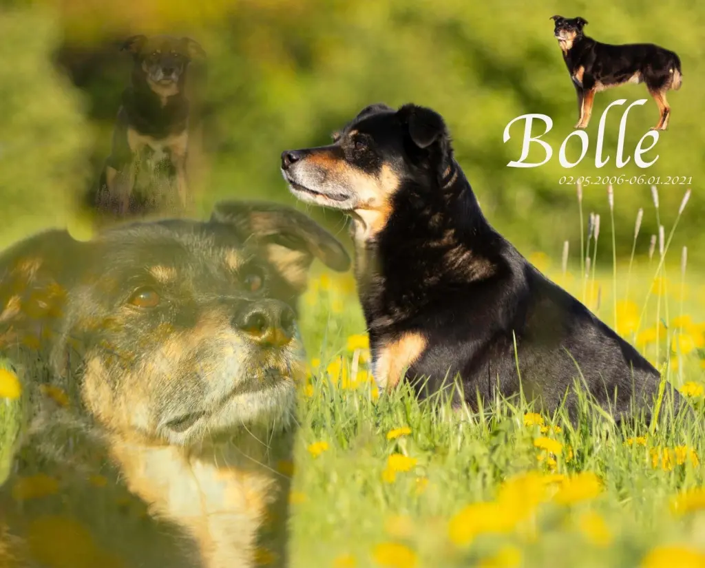 Image from Bolle
