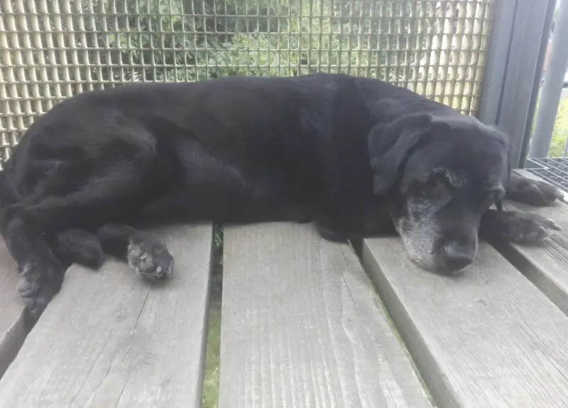 Andachtsbild von Marion mit Kira und Chicca für immer und ewig im Herzen♥