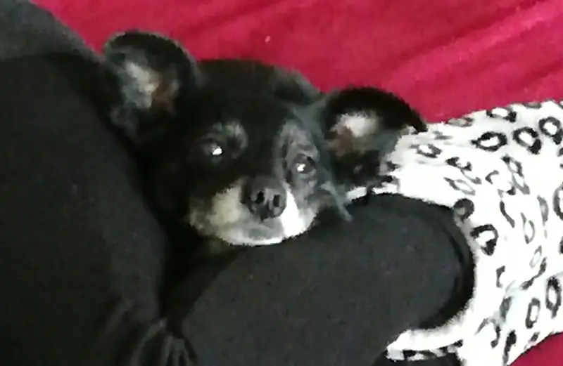 Andachtsbild von Martina mit Shima im Herzen