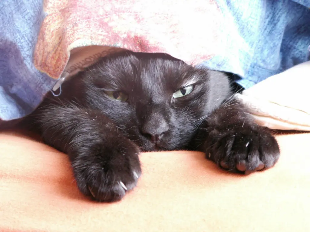 Image from Shakira (Meisi)