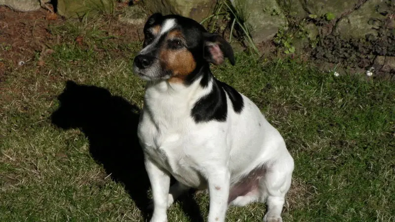 Image from Balou