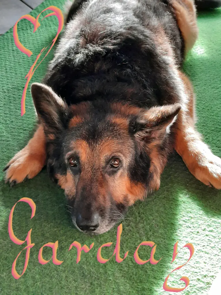 Image from Gardan