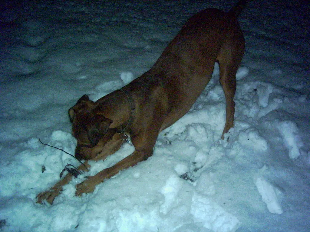 Image from Gismo
