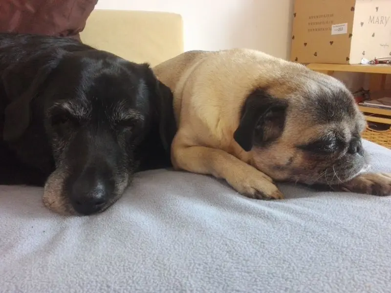 Condolence image of Marion mit Kira und Chicca für immer und ewig im Herzen♥
