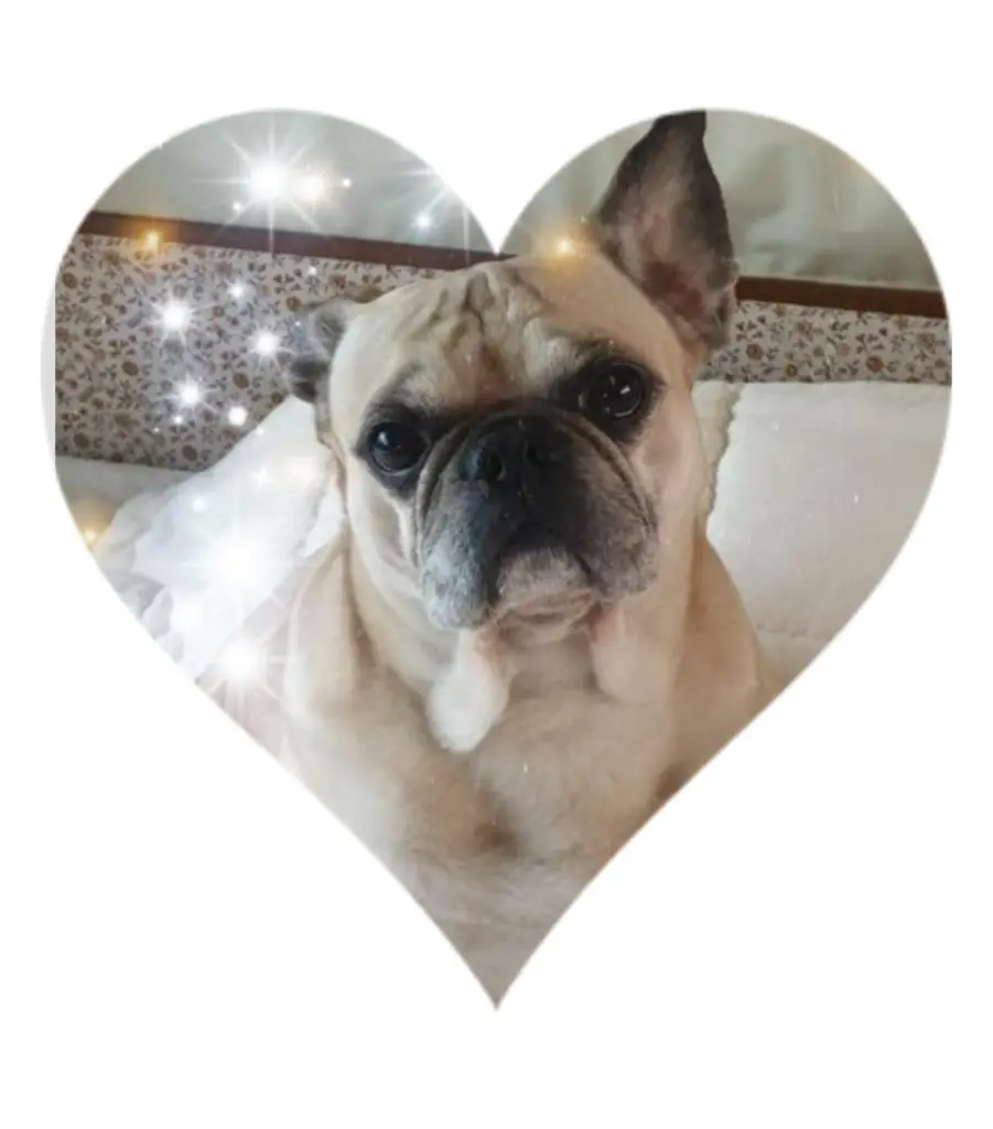Image from Gismo 