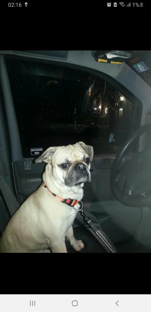 Image from Gismo