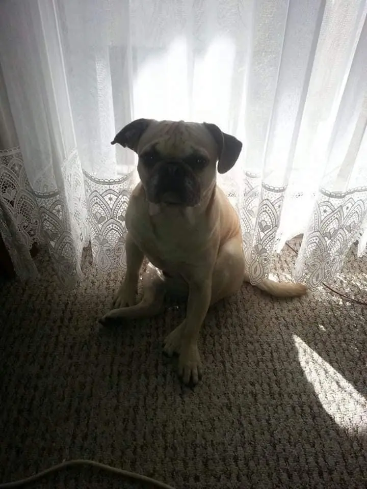 Image from Gismo