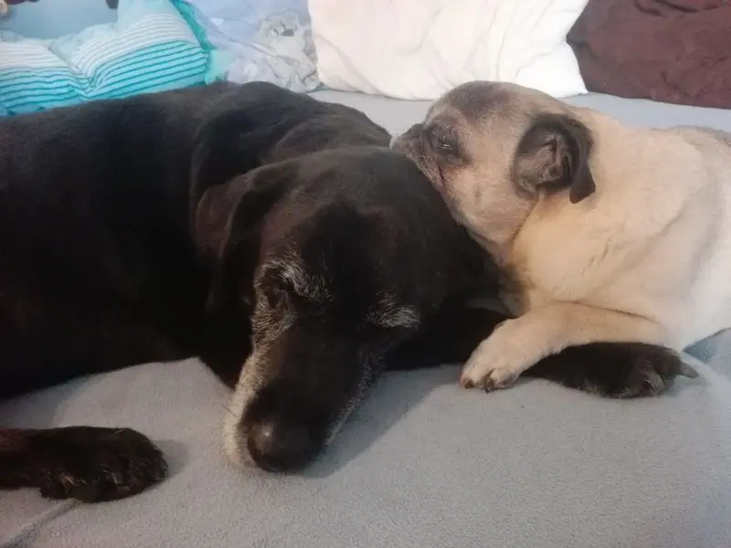 Condolence image of Marion mit Kira und Chicca für immer und ewig im Herzen♥