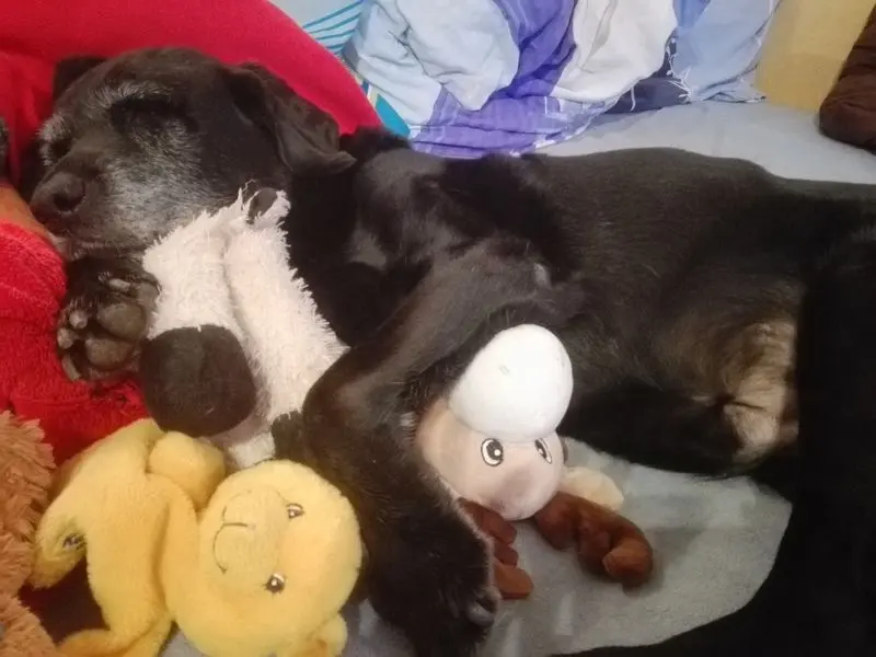 Condolence image of Marion mit Kira und Chicca für immer und ewig im Herzen♥