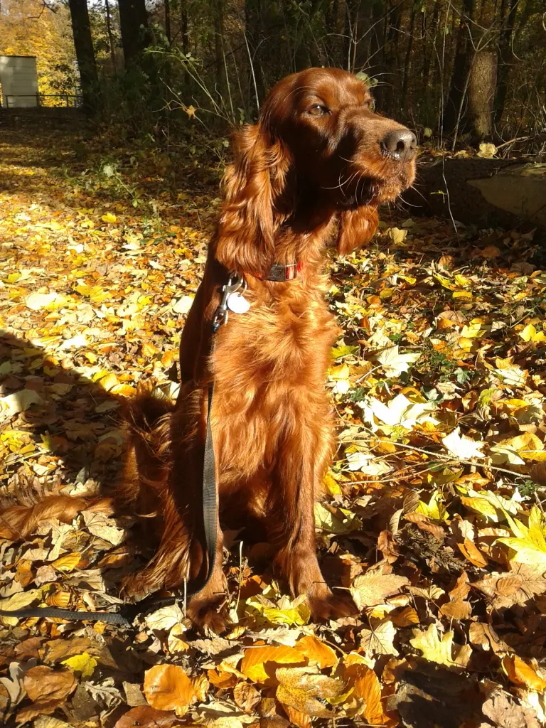 Image from Xandra