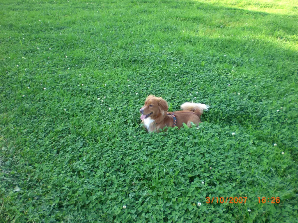 Image from Simba
