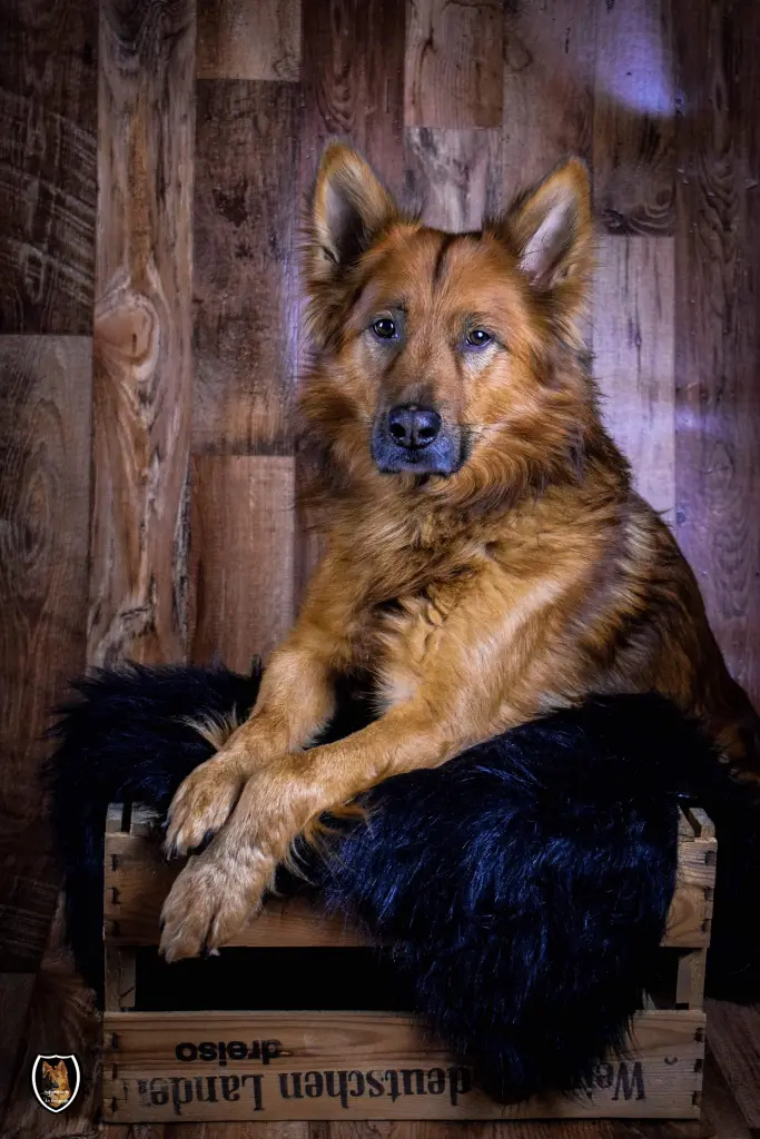 Image from Simba