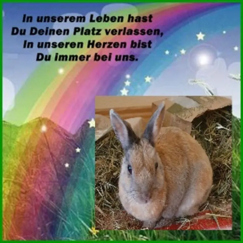 Condolence image of Patricia mit Bunny im ❤ gest. 24.11.2020