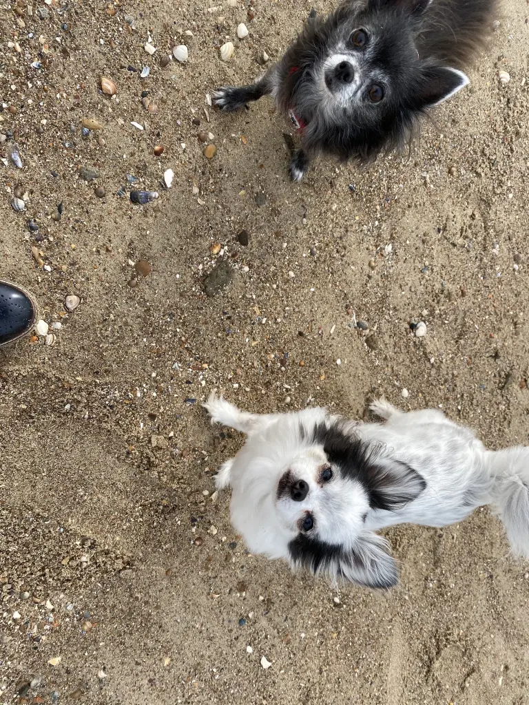 Image from Felix