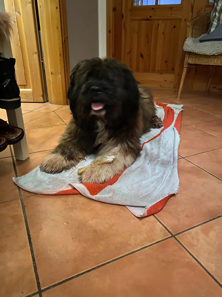 Bild von Oskar