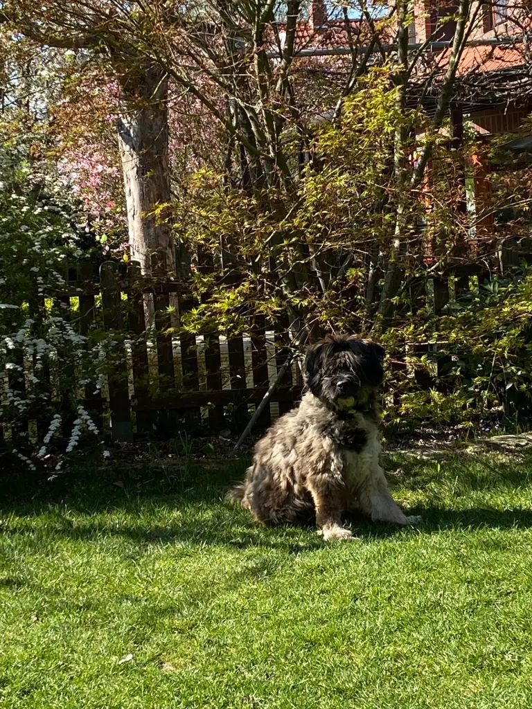 Bild von Oskar