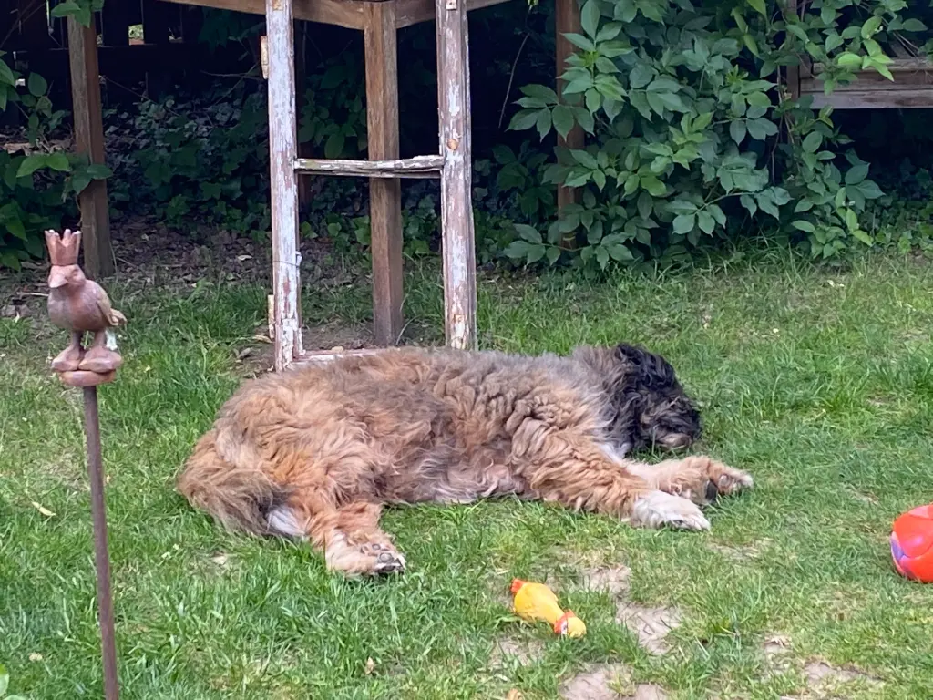 Bild von Oskar