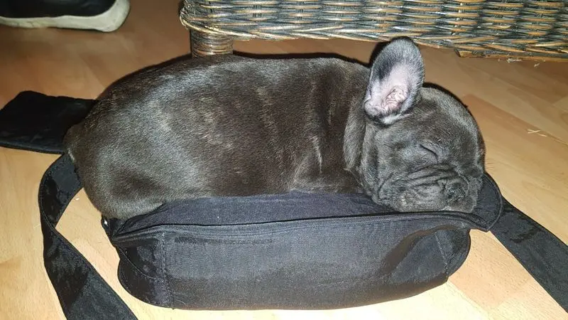 Andachtsbild von Vanessa