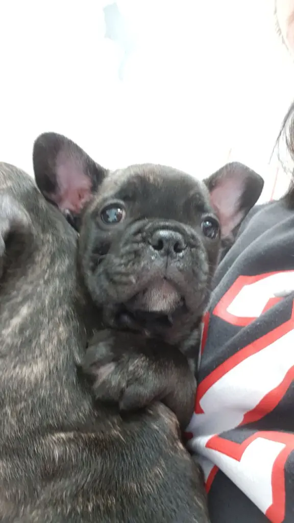 Andachtsbild von Monique