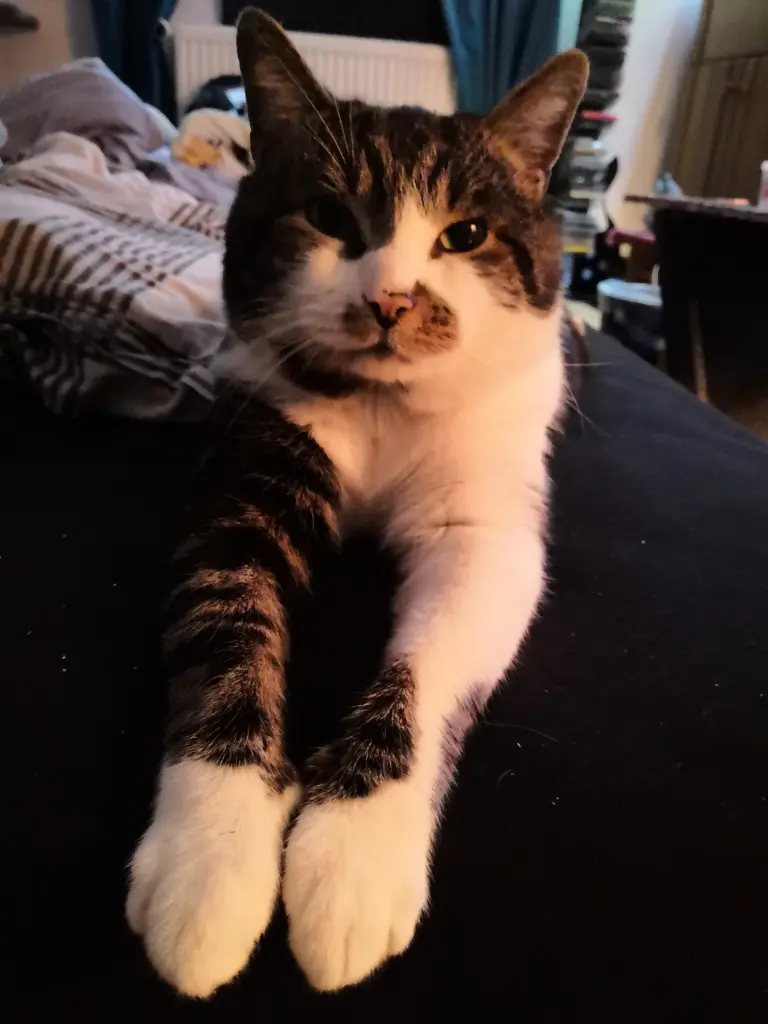 Image from Findus