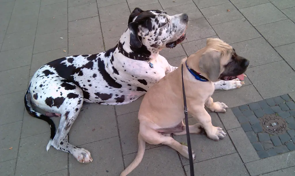 Condolence image of Daniela mit Sniper im Herzen