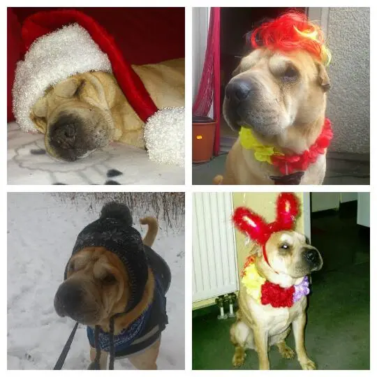Image from Buddy