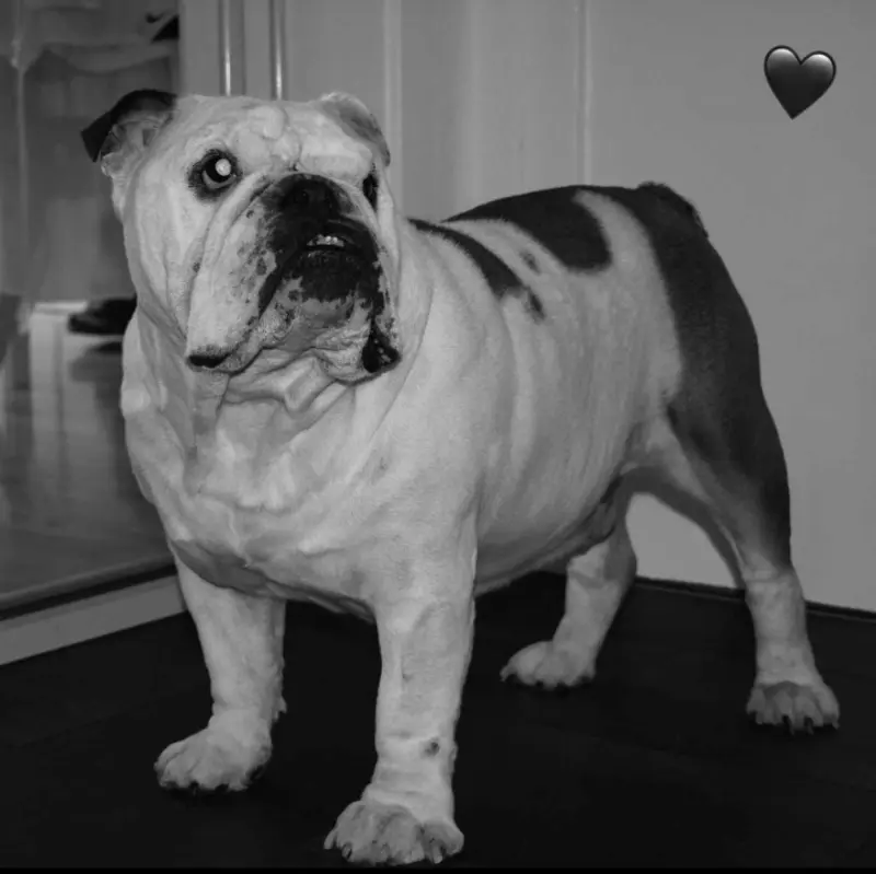 Andachtsbild von Yvonne mit King tief im Herzen❤️✝️13.09.2019 (eng. Bulldog)