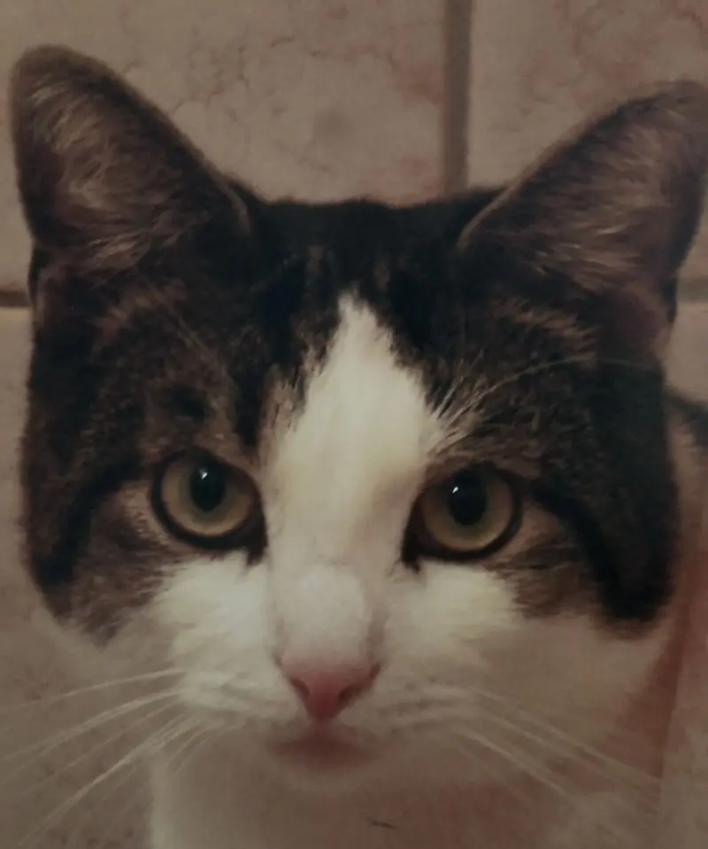 Condolence image of Petra mit Timmy im Herzen(+8.1.2020)