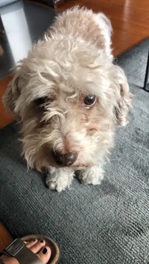 Andachtsbild von Heike