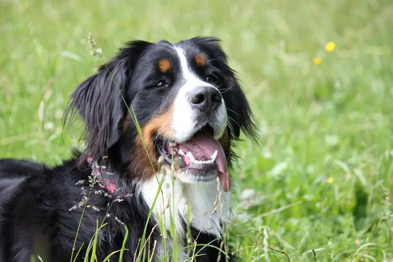 Bild von Betty